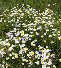 Chamomile Leucanthemum vulgare flowers  bloom in a meadow