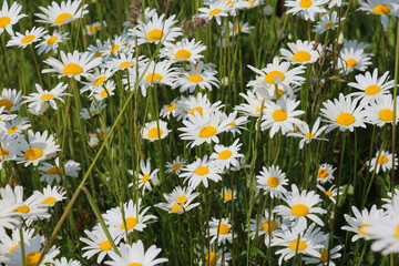 Chamomile Leucanthemum vulgare flowers  bloom in a meadow