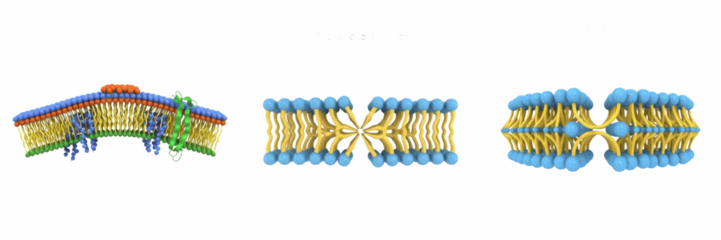 Cell Chloroplast (Plastid, Chloroplastida) Photosynthetic Organelle Containing Thylakoids, Grana and Stroma for Light Energy Conversion and Glucose Production in Plant Cells Isolated on White Backgrou