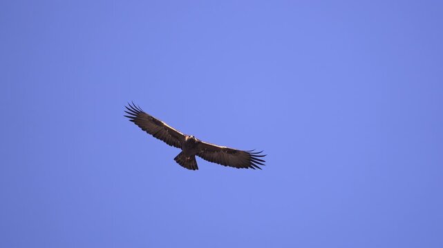 Close up of a Golden Eagle soaring in the sky over Utah in slow motion.