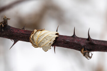Thorny branch with a small leaf wrapped around it