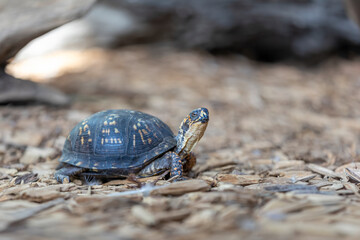 Eastern Box Turtle