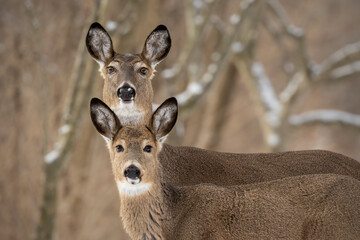 Two white tail deer in winter