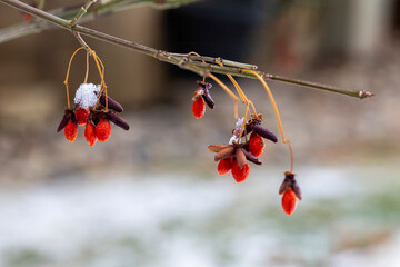 Red berries with snow