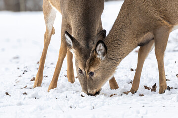Two white tail deer in winter