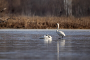 Wintering Tundra Swans on the ice