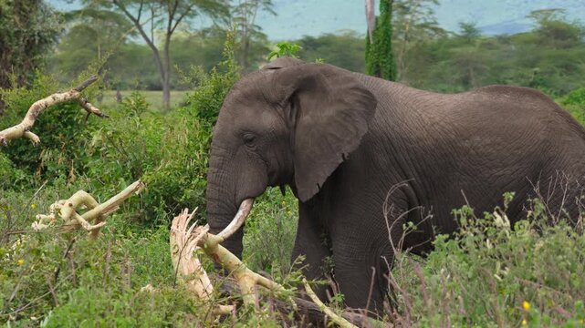 African elephant feeding on freshly broken tree branches in lush savanna woodland, using trunk and tusks to strip bark and foliage in Ngorongoro Crater, Tanzania. 4k close-up slow-motion video.