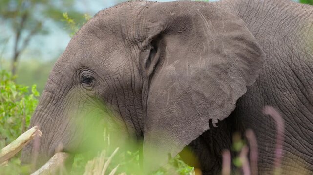 African elephant feeding on freshly broken tree branches in lush savanna woodland, using trunk and tusks to strip bark and foliage in Ngorongoro Crater, Tanzania. 4k close-up slow-motion video.