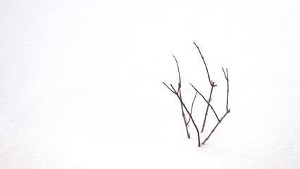 Rośliny widoczne z pod pokrywy śnieżnej. Zasypane rośliny śniegiem w okresie zimowym. © tomo81