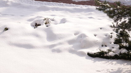 Rośliny widoczne z pod pokrywy śnieżnej. Zasypane rośliny śniegiem w okresie zimowym. © tomo81