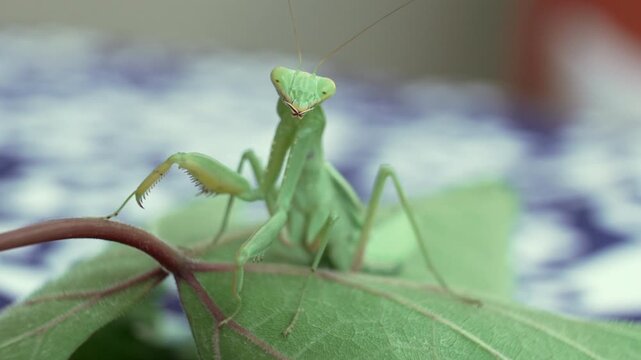 A close-up of a green praying mantis resting on a leaf, showcasing its intricate details and posture, symbolizing nature's beauty and the wonder of insect life.