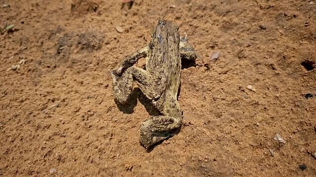 A ground frog crawls on the sand.