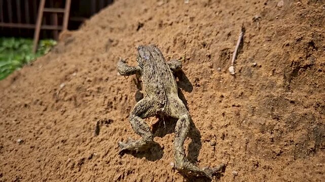 A ground frog crawls on the sand.