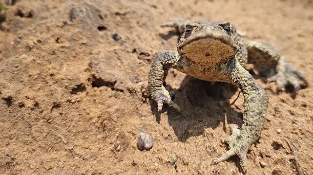 A ground frog sits on the sand.