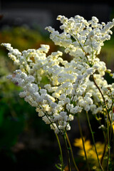 kwiitnąca wiąz&oacute;wka bulwkowa, wiąz&oacute;wka bulwkowata, Filipendula vulgaris, dropwort, fern-leaf dropwort, white flowering delicate Filipendula vulgaris Flora Pleno