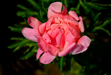 rózowa piwonia chińska w ogrodzie na rozmytym tle (Paeonia lactiflora), Chinese peony, Chinese herbaceous peony, common garden peony, pink peony on a blurred background © kateej