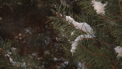 Śnieg w zbliżeniu oświetlony promieniami słońca i widoczny na konarach sosny, między igłami.  © tomo81