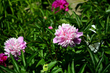 rózowe i białe piwonie chińskie w ogrodzie (Paeonia lactiflora), Chinese peony, Chinese herbaceous peony, common garden peony © kateej