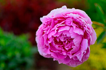 rózowa piwonia chińska w ogrodzie na rozmytym tle (Paeonia lactiflora), Chinese peony, Chinese herbaceous peony, common garden peony, pink peony on a blurred background © kateej