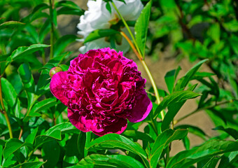 ciemno rózowa piwonia chińska w ogrodzie na rozmytym tle (Paeonia lactiflora), Chinese peony, Chinese herbaceous peony, common garden peony, dark pink peony on a blurred background © kateej