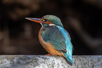 Common kingfisher (Alceda atthis)
