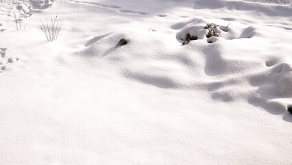 Rośliny widoczne z pod pokrywy śnieżnej. Zasypane rośliny śniegiem w okresie zimowym. © tomo81