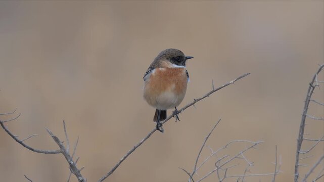 video of  stone chat bird with brown and orange in colour is perched on a branch. The bird is looking around
