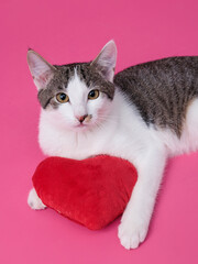 kitten, valentine theme