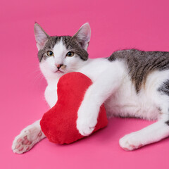kitten, valentine theme