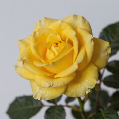 Detailed, photorealistic illustration of a yellow rose