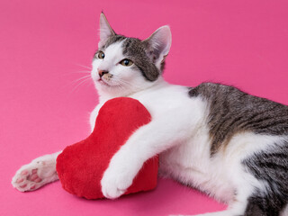 kitten, valentine theme