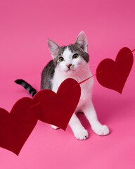 kitten, valentine theme