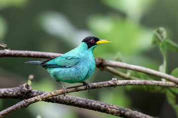 Fototapeta premium The green honeycreeper, Chlorophanes spiza, male. A bird in the tanager family