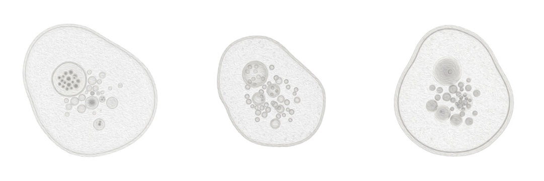 Cell Elaioplast (Lipid Plastid) Non-Pigmented Plastid in Plant Cells Specialized for Lipid Storage, Fatty Acid Biosynthesis and Energy Reserve, Supporting Cellular Metabolism Isolated on White Backgro