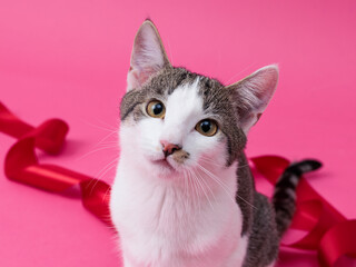kitten, valentine theme