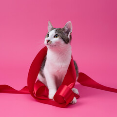 kitten, valentine theme
