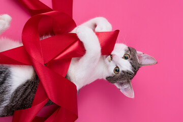 kitten, valentine theme