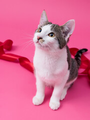 kitten, valentine theme