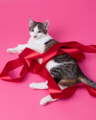 kitten, valentine theme