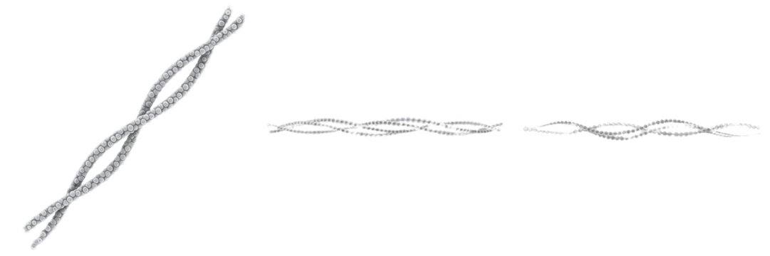 Cell Microfilament (Actin Filament) Thin Cytoskeletal Filament Composed of Actin Proteins Supporting Cell Shape, Motility and Intracellular Transport in Eukaryotic Cells Isolated on White Background