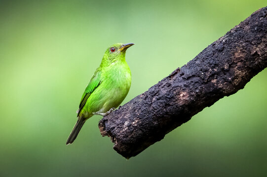 The green honeycreeper, Chlorophanes spiza, female. A bird in the tanager family