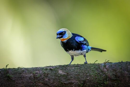 The golden-hooded tanager, Stilpnia larvata, is a medium-sized passerine bird