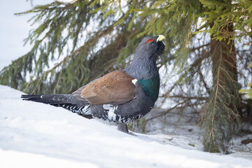 Male Western capercaillie displaying on snow in winter forest, spreading tail feathers during mating ritual. Powerful grouse bird in natural habitat, wildlife scene.