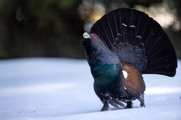 Male Western capercaillie displaying on snow in winter forest, spreading tail feathers during mating ritual. Powerful grouse bird in natural habitat, wildlife scene.