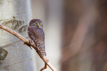 Close-up of tiny Pygmy Owl (Glaucidium passerinum) perched alertly on mossy branch against blurred birch trunk, with spotted brown feathers and piercing yellow eyes in soft light