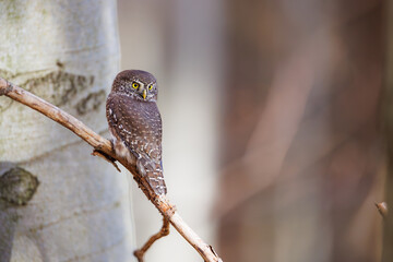 Close-up of tiny Pygmy Owl (Glaucidium passerinum) perched alertly on mossy branch against blurred birch trunk, with spotted brown feathers and piercing yellow eyes in soft light