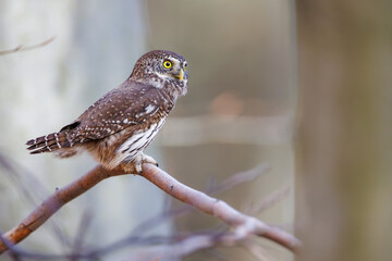 Close-up of tiny Pygmy Owl (Glaucidium passerinum) perched alertly on mossy branch against blurred birch trunk, with spotted brown feathers and piercing yellow eyes in soft light