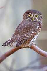 Close-up of tiny Pygmy Owl (Glaucidium passerinum) perched alertly on mossy branch against blurred birch trunk, with spotted brown feathers and piercing yellow eyes in soft light
