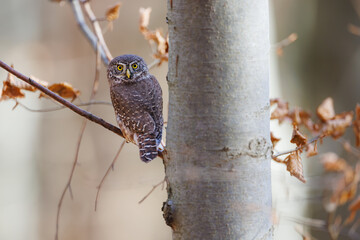 Close-up of tiny Pygmy Owl (Glaucidium passerinum) perched alertly on mossy branch against blurred birch trunk, with spotted brown feathers and piercing yellow eyes in soft light