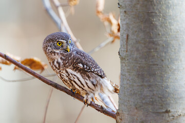 Close-up of tiny Pygmy Owl (Glaucidium passerinum) perched alertly on mossy branch against blurred birch trunk, with spotted brown feathers and piercing yellow eyes in soft light